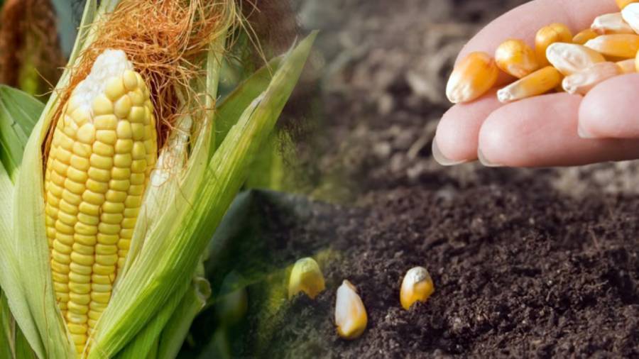 Kiedy sadzić kukurydzę w Polsce 2026 – terminy i porady
