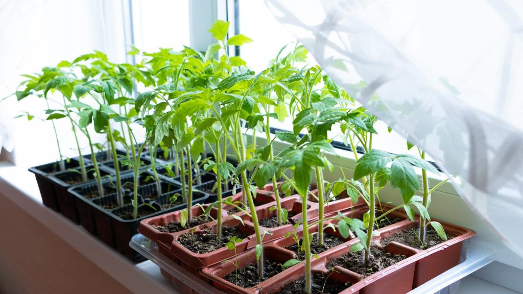 Kiedy siać pomidory na rozsadę w 2026 roku w Polsce: najlepsze daty, porady i odmiany