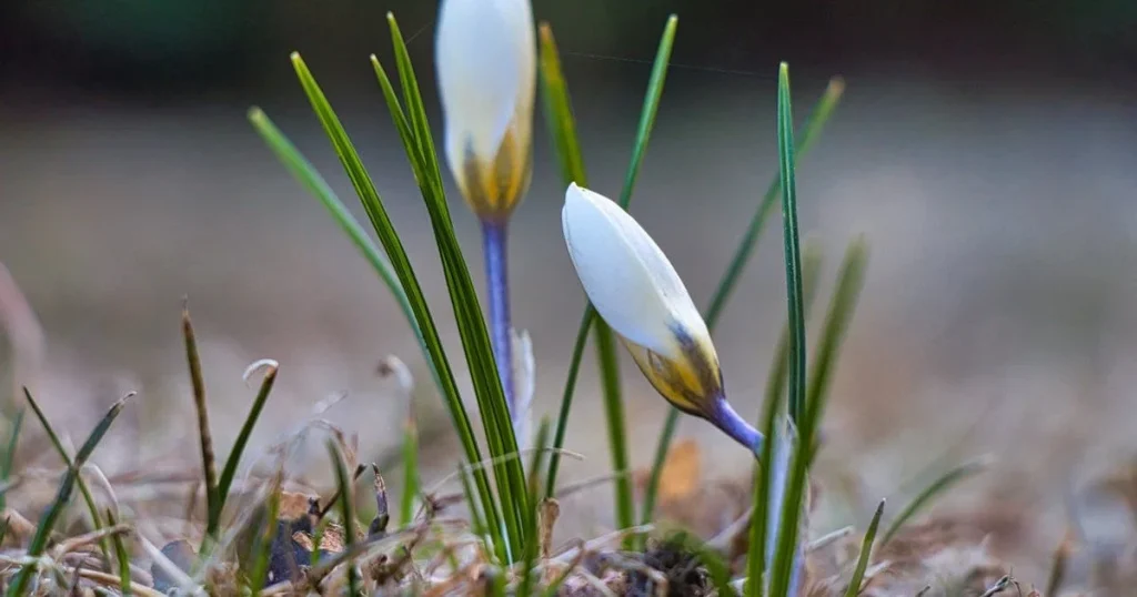 Pogoda w Polsce: przymrozki, alerty IMGW i chłodne noce na początku tygodnia. Sprawdź prognozę