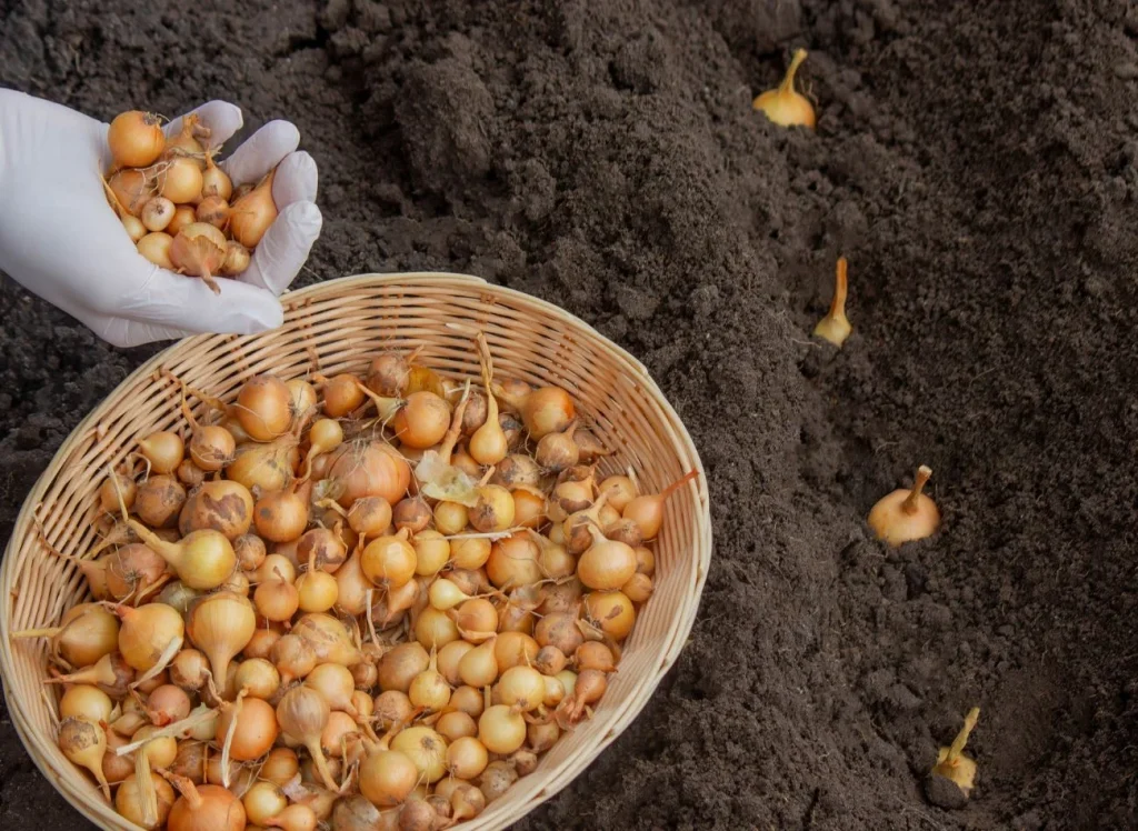 Kiedy sadzić cebulę w Polsce w 2026 roku – terminy i praktyczne porady