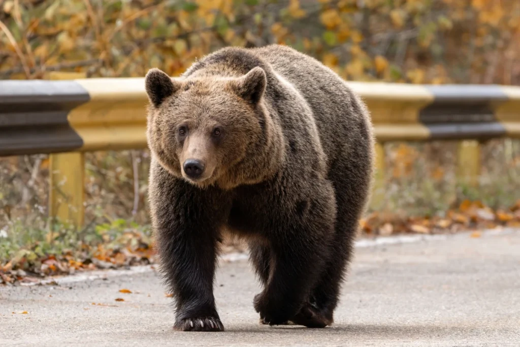 Atak niedźwiedzia w mieście Płonna na Podkarpaciu: kobieta nie żyje – wszystkie szczegóły
