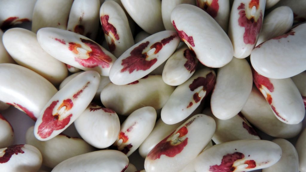 Kiedy sadzić fasolę w Polsce w 2026 roku – terminy i sprawdzone porady