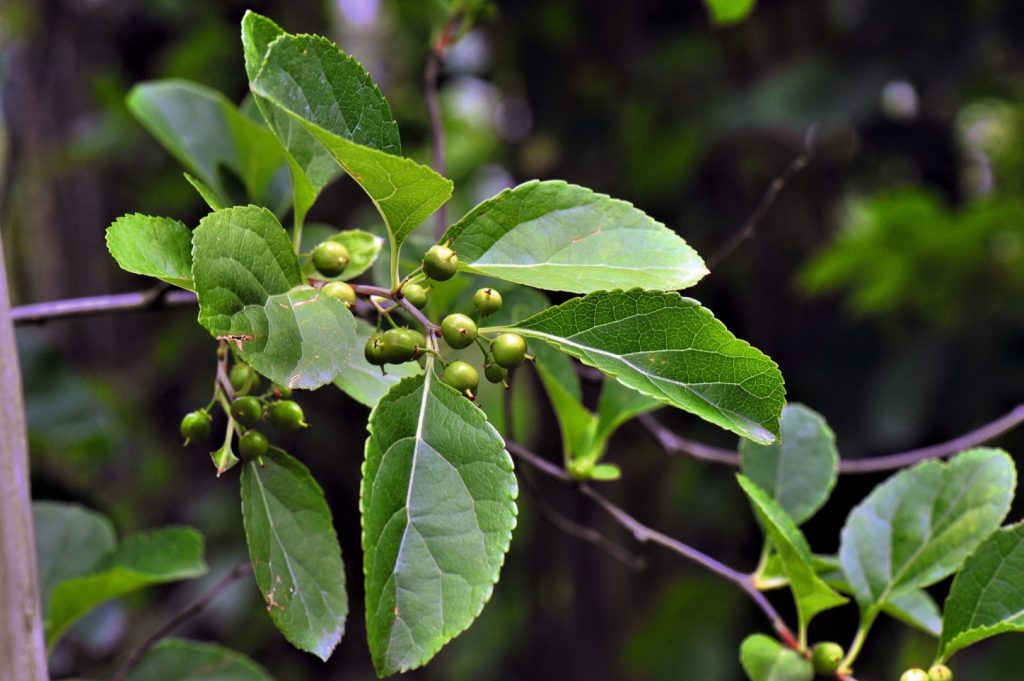 Okrągłolistna liana zakazana w Polsce: terminy, kary i powody