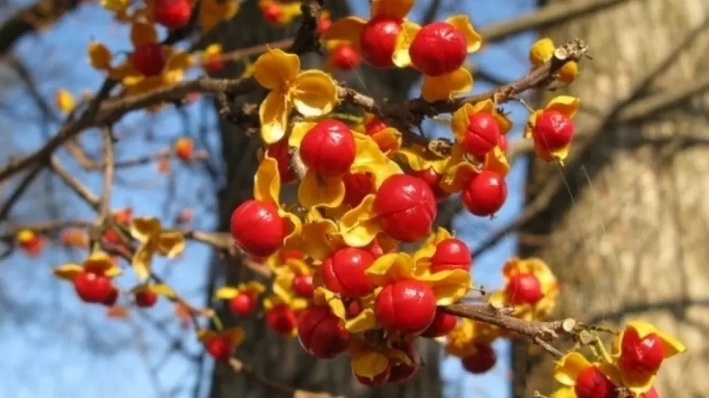 Okrągłolistna liana zakazana w Polsce: terminy, kary i powody