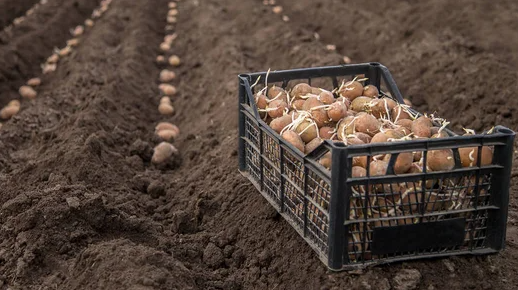 Najlepsze odmiany ziemniaków do sadzenia w Polsce 2026: które nadają się do smażenia, a które do gotowania