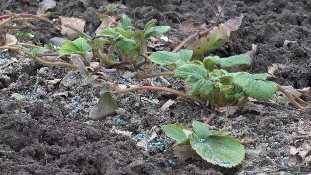 Czym nawozić truskawki w Polsce 2026, aby były słodkie – terminy i nawozy