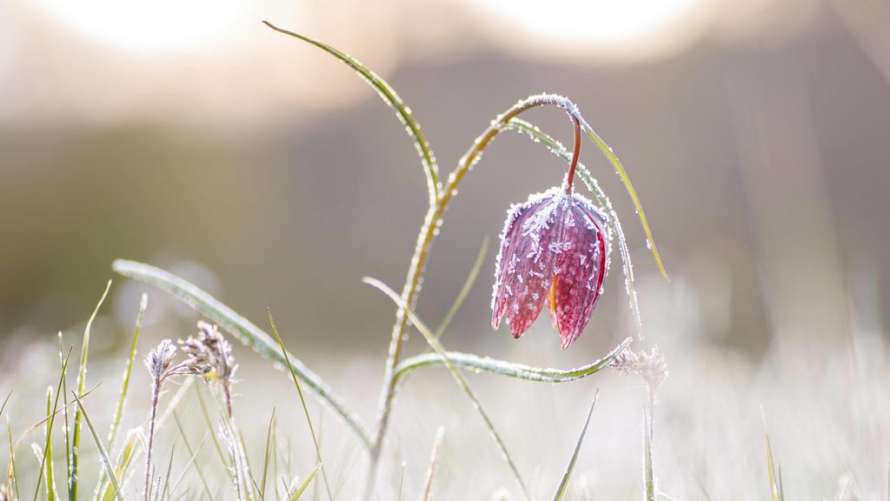 Pogoda w Polsce w kwietniu 2026: synoptycy wskazali datę ochłodzenia – kiedy spadnie śnieg i pojawi się mróz