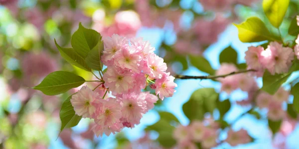 Pogoda w Polsce w kwietniu 2026: prognoza synoptyków, kiedy nadejdzie ochłodzenie Pogoda w Polsce w kwietniu 2026: prognoza synoptyków, kiedy nadejdzie ochłodzenie