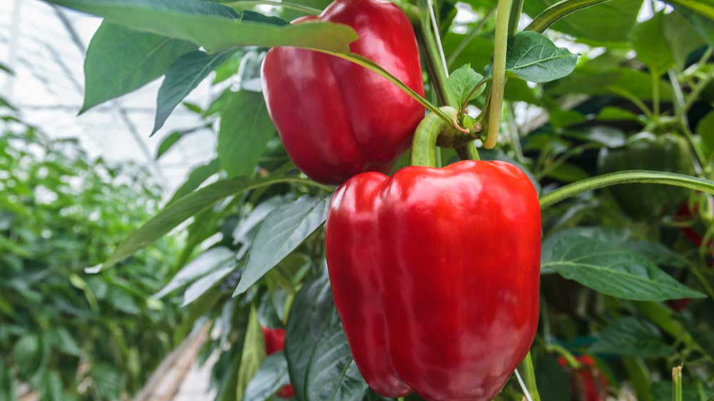 Najlepsze odmiany słodkiej papryki do siewu w Polsce: praktyczne porady