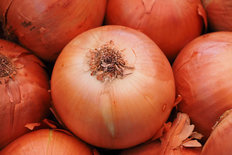 Kiedy sadzić cebulę w Polsce w 2026 roku – terminy i praktyczne porady