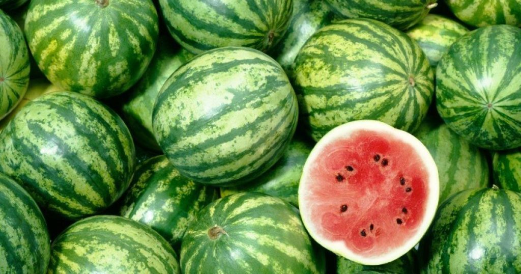 Kiedy siać arbuzy w Polsce w 2026 roku: najlepsze odmiany, terminy i porady