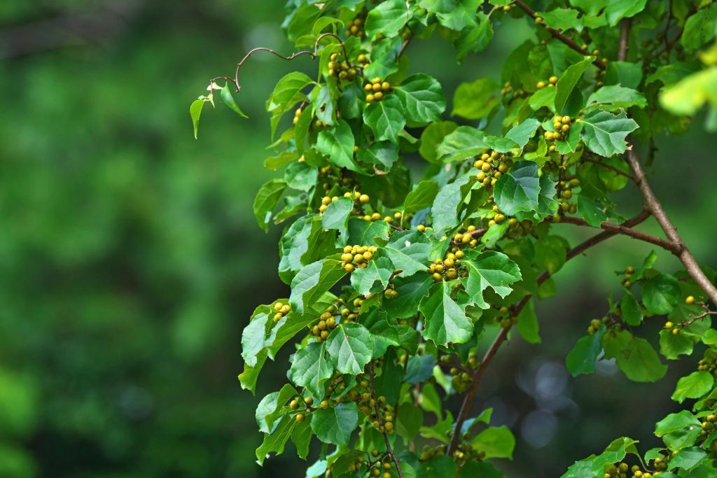 Okrągłolistna liana zakazana w Polsce: terminy, kary i powody