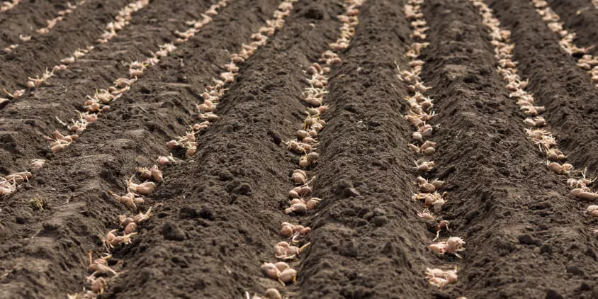 Najlepsze odmiany ziemniaków do sadzenia w Polsce 2026: które nadają się do smażenia, a które do gotowania