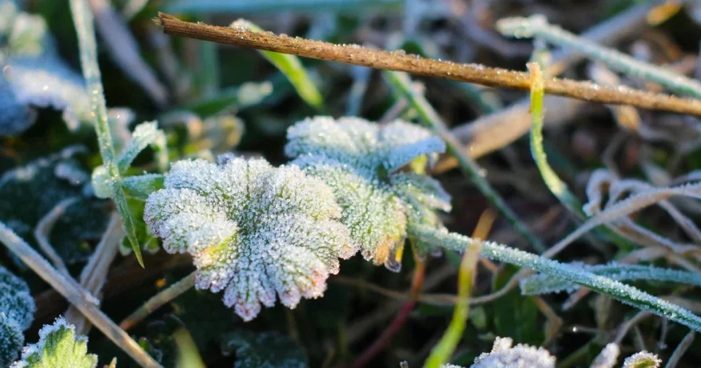 Mróz do -12°C w Polsce – IMGW ostrzega przed kulminacją zimna