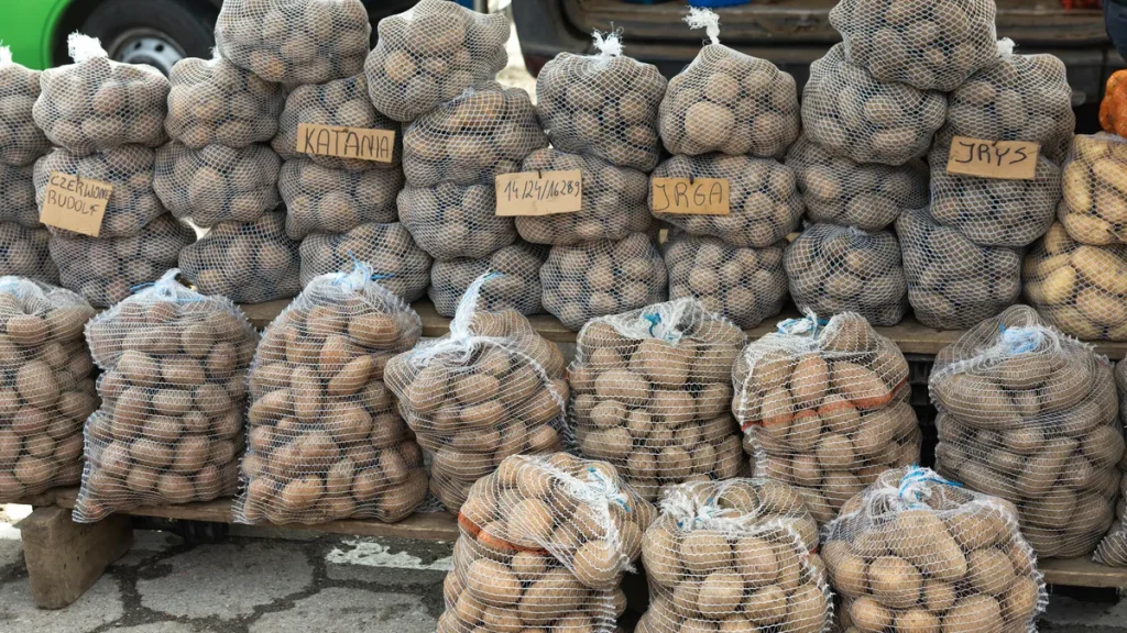 Ceny ziemniaków w Polsce 2026 poniżej kosztów. Rolnicy tracą miliony