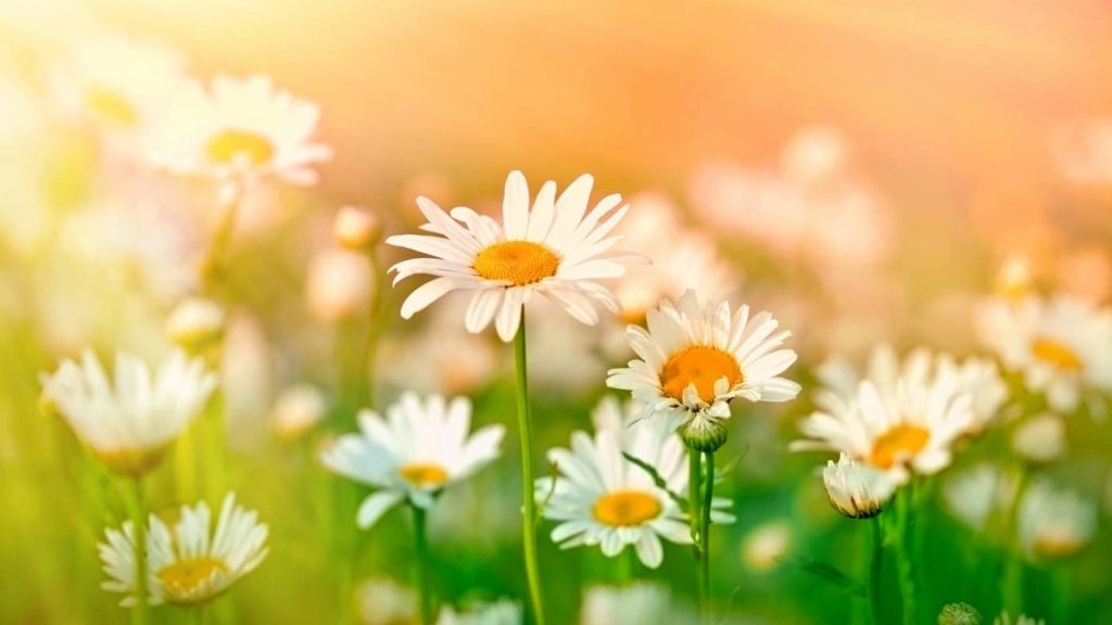 Majówka 2026 pod znakiem chłodu: prognoza pogody dla Polski