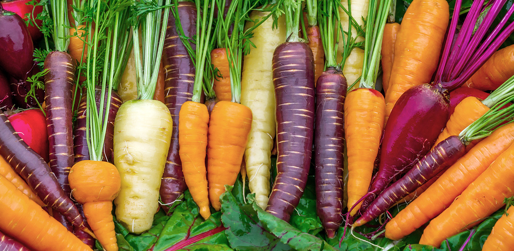 Najlepsze odmiany marchwi do siewu w Polsce: praktyczne porady dla ogrodników