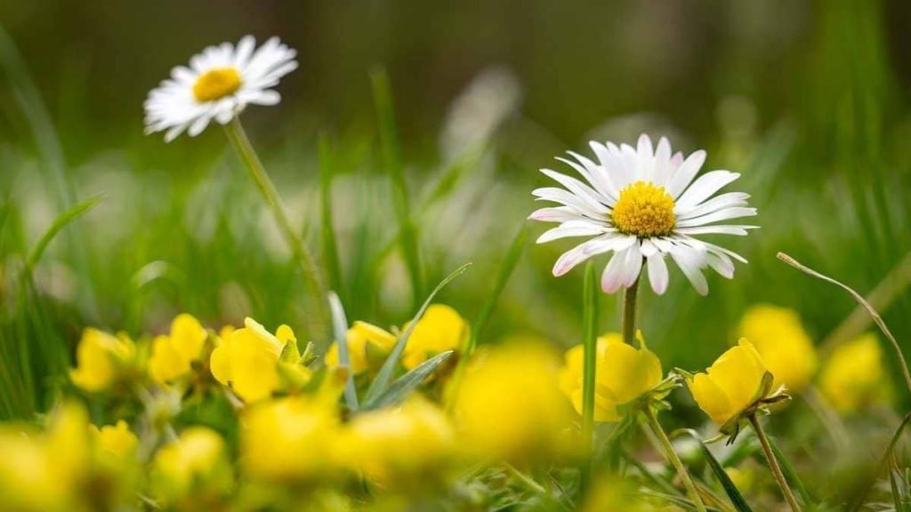 Zimne noce i nagłe ocieplenie. Prognoza na majówkę w Polsce zaskakuje