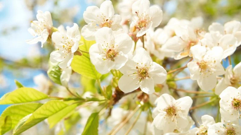 Pogoda w Polsce w kwietniu 2026: prognoza synoptyków, kiedy nadejdzie ochłodzenie