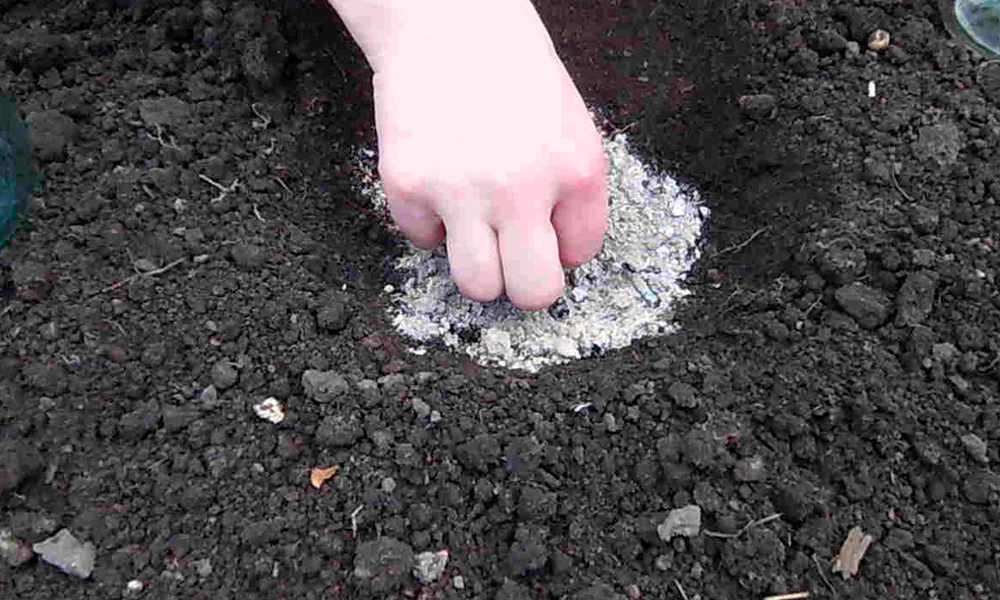 Kiedy siać arbuzy w Polsce w 2026 roku: najlepsze odmiany, terminy i porady