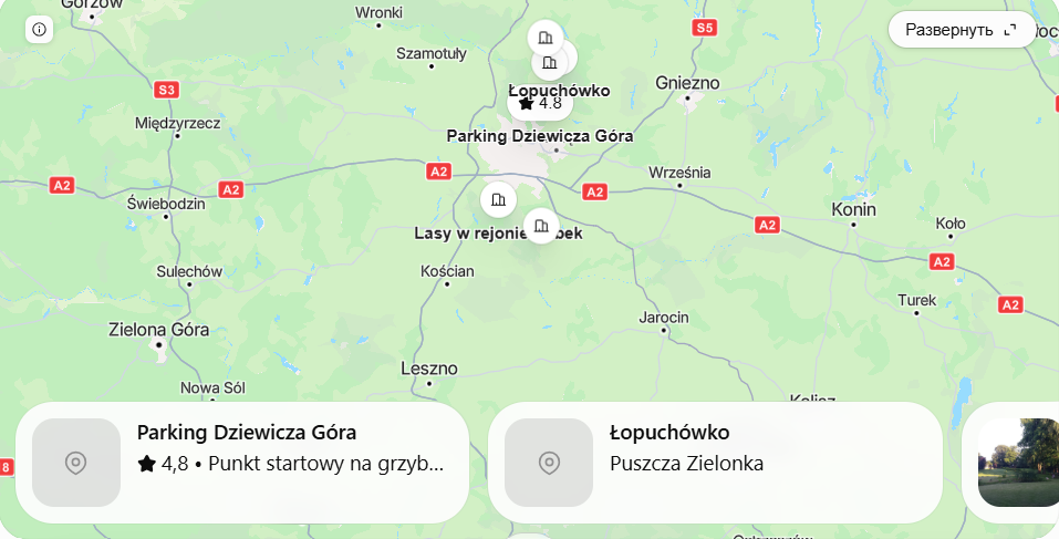 Grzybowe miejsca Poznań: gdzie zbierać grzyby 2026 – trasa