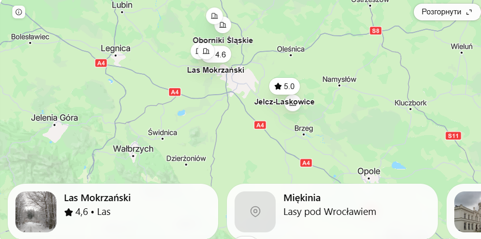 Gdzie są grzyby koło Wrocławia? Lasy, trasy i mapa na grzybobranie