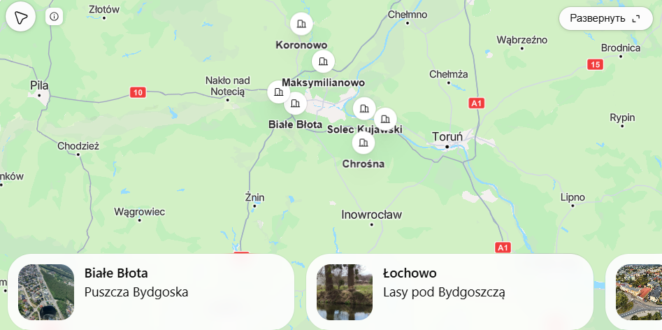 Gdzie na grzyby koło Bydgoszczy w 2026? Konkretne miejsca i mapa