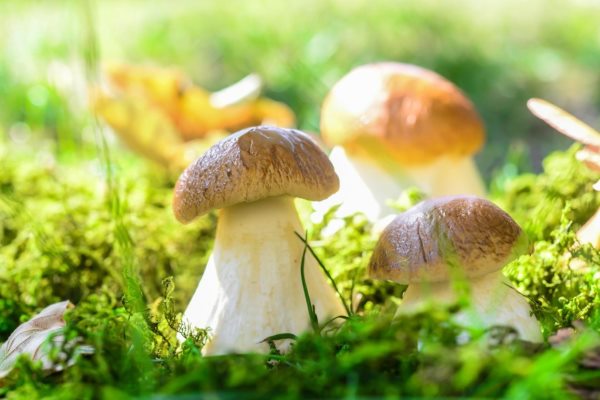 Grzybowe miejsca Szczecin: gdzie zbierać grzyby 2026 – trasa