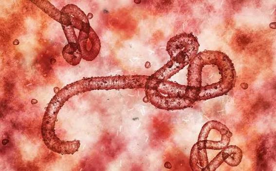 Ebola w Kongo 2026. Liczba ofiar rośnie, wirus dotarł do kolejnej prowincji. Сzy jest zagrożenie dla Polski